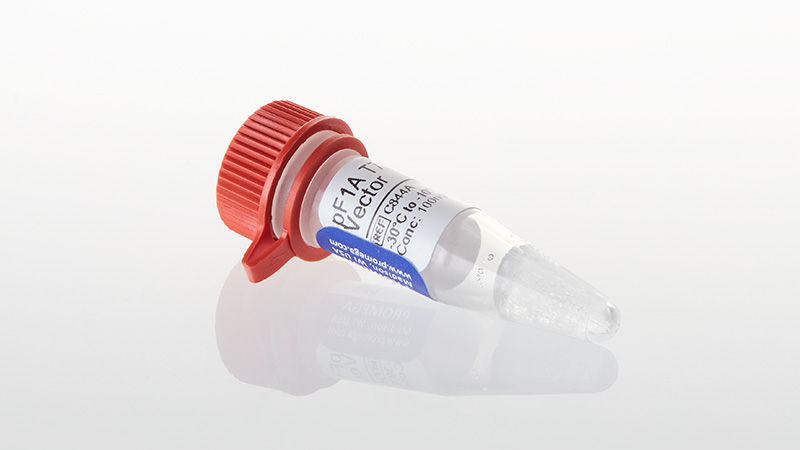 C8441_pF1A-T7-Flexi--Vector--20ug_3