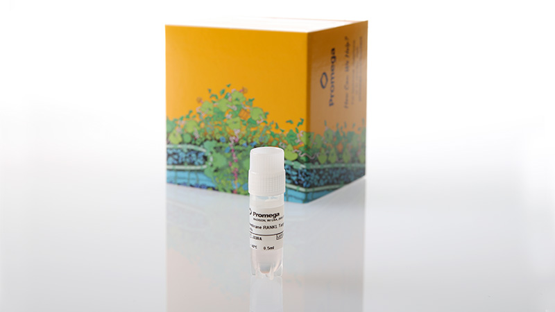 j3381-membrane-rankl-target-cells-3