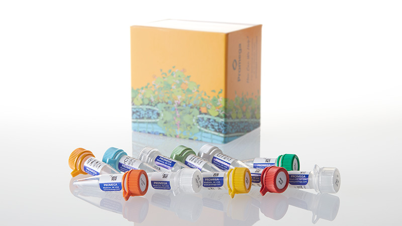 P1430_Riboprobe--System---T3_3