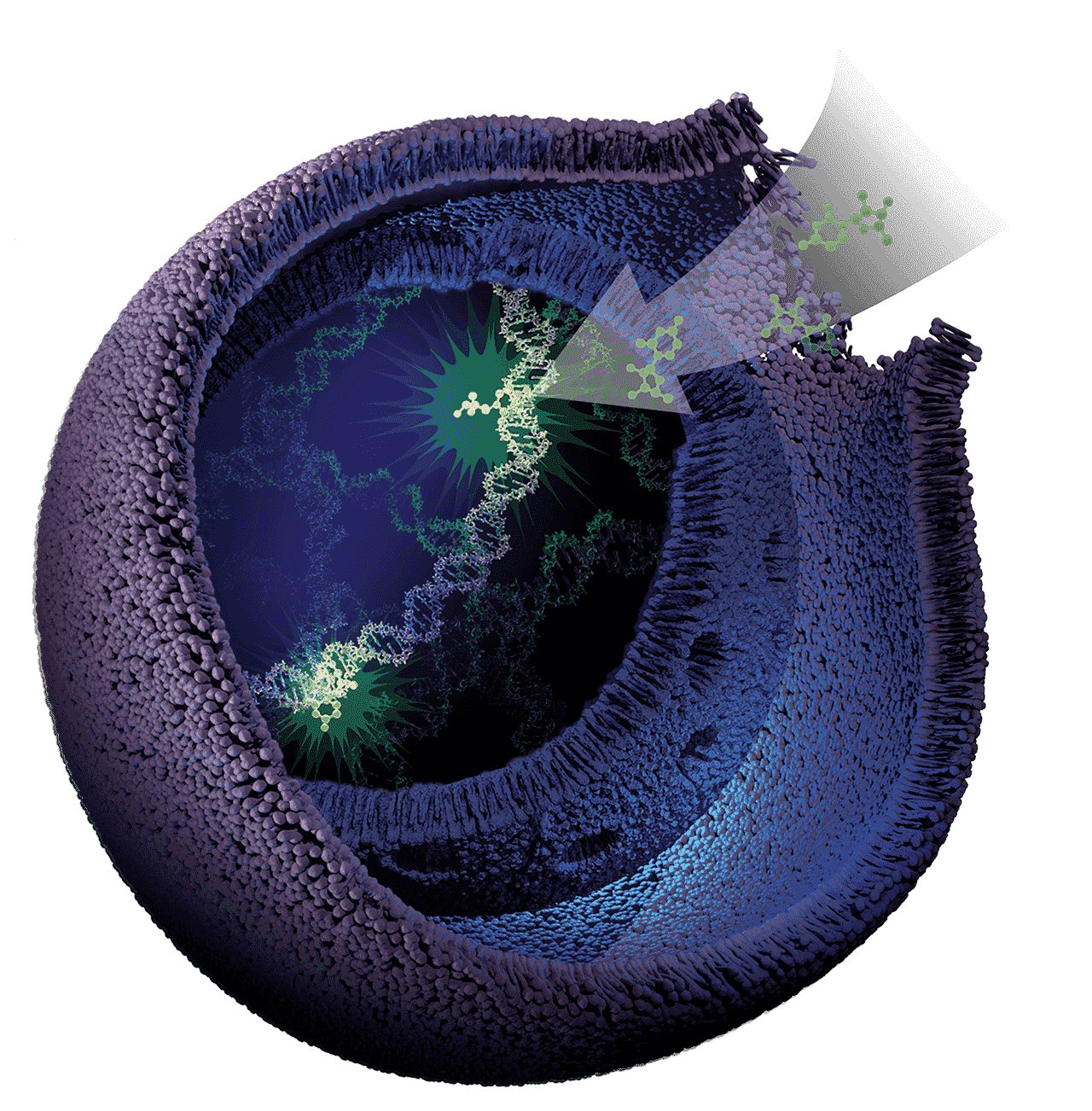 CellTox-Green cell death assay Image