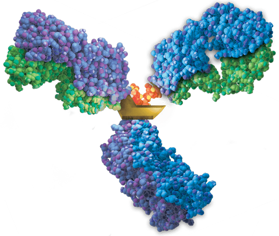 32609757-L1-IdeS-IdeZ-Foreground-2