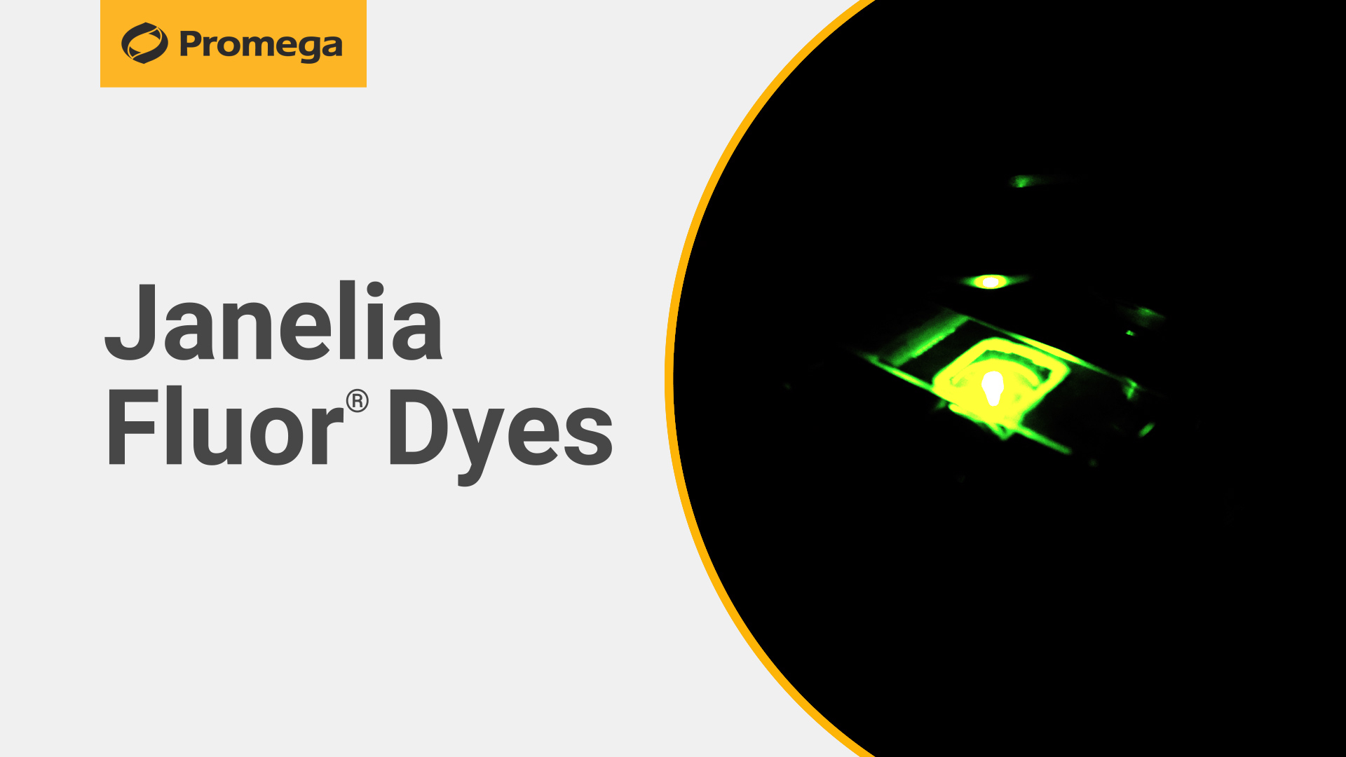 Janelia Fluor® HaloTag® Ligands | Janelia Fluor Dyes | Cell Imaging