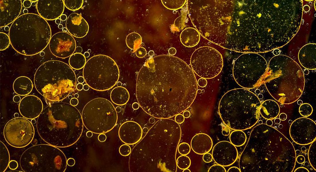 Promega lab blog acque reflue 3