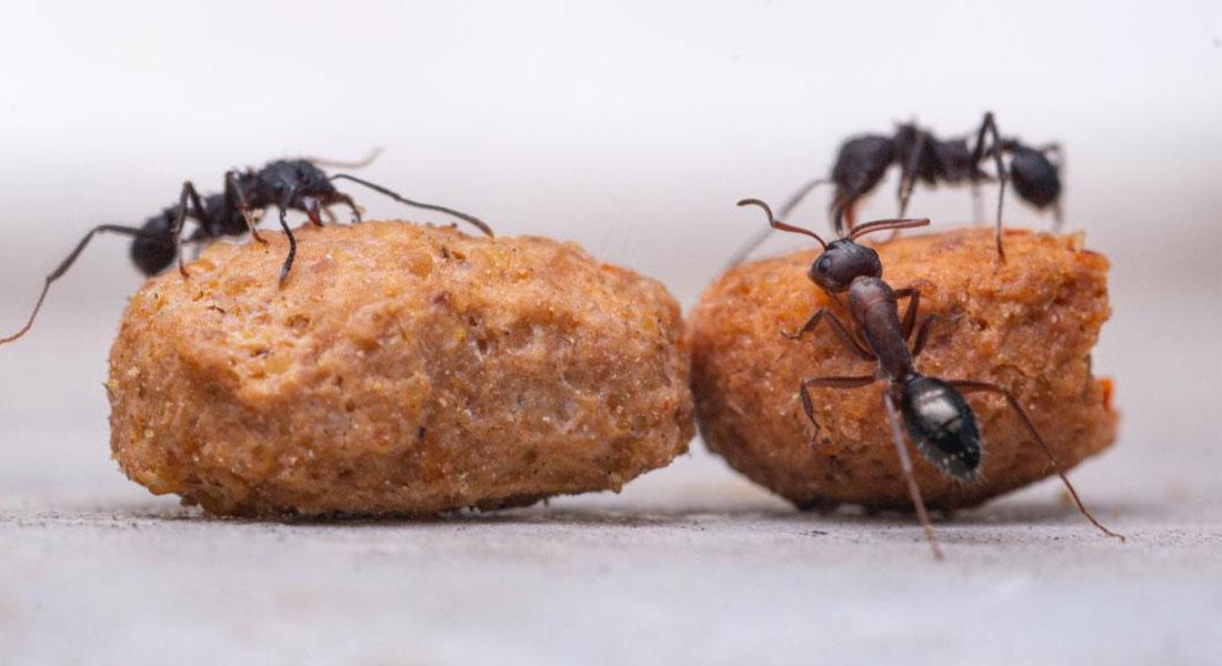 Promega-lab-blog-distanziamento-sociale-animali1