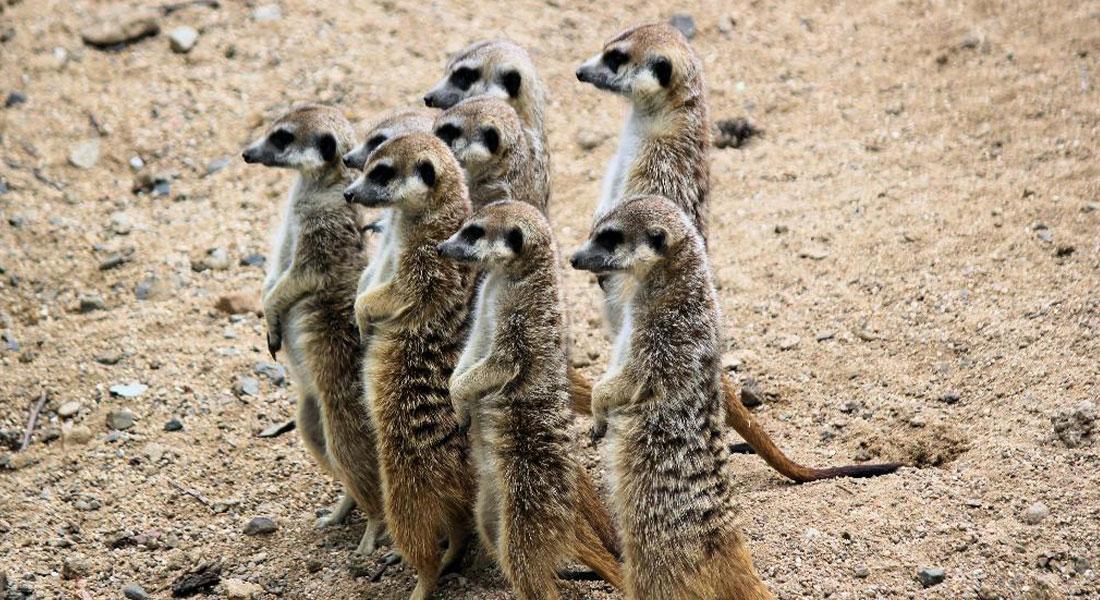 Promega-lab-blog-distanziamento-sociale-animali2