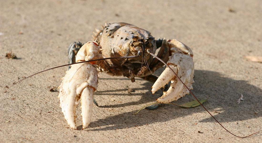 Promega-lab-blog-distanziamento-sociale-animali3