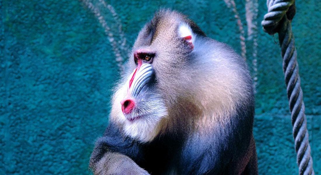 Promega-lab-blog-distanziamento-sociale-animali4