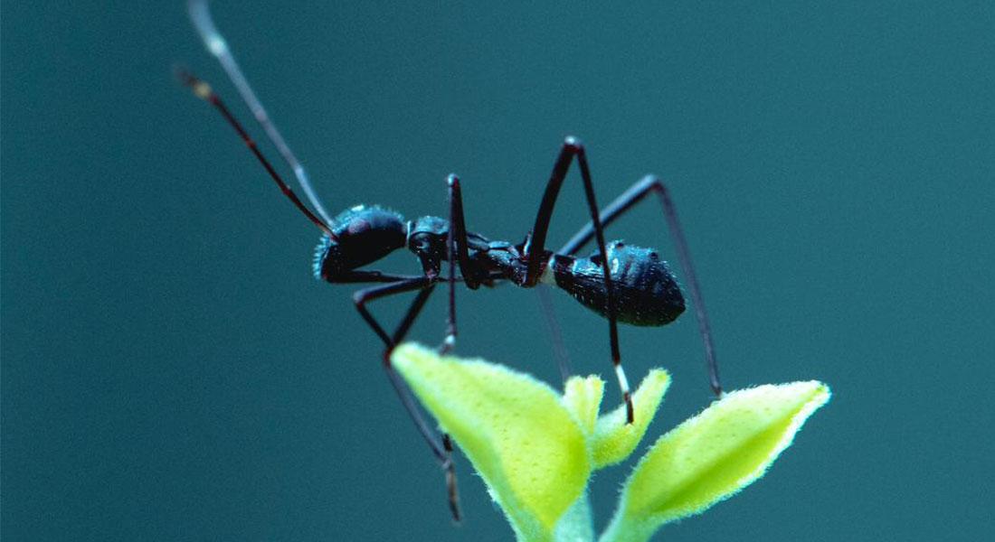 Promega-lab-blog-distanziamento-sociale-animali5