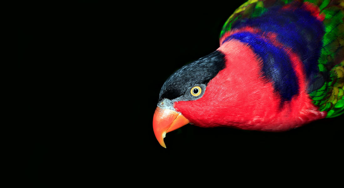 Promega Lab Blog - Influenza aviaria: il segreto della trasmissione tra specie 1 