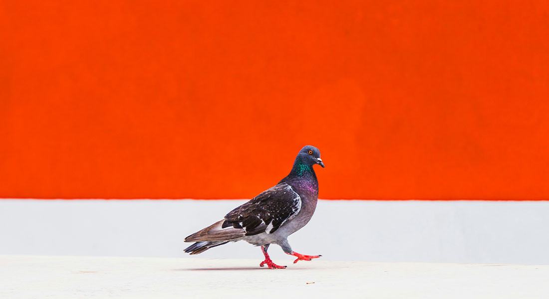 Promega Lab Blog - Influenza aviaria: il segreto della trasmissione tra specie 2 