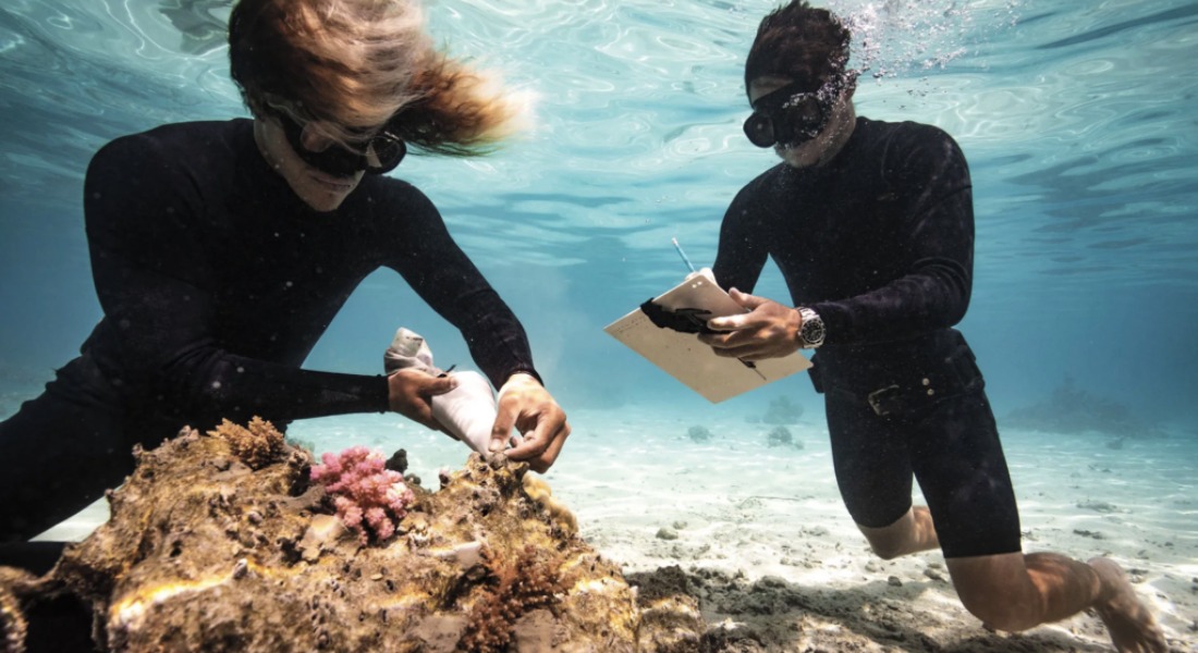 Promega Lab Blog - Dall'atollo al laboratorio: come i Coral Gardeners stanno salvando le barriere coralline 