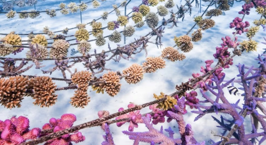 Promega Lab Blog - Dall'atollo al laboratorio: come i Coral Gardeners stanno salvando le barriere coralline 2