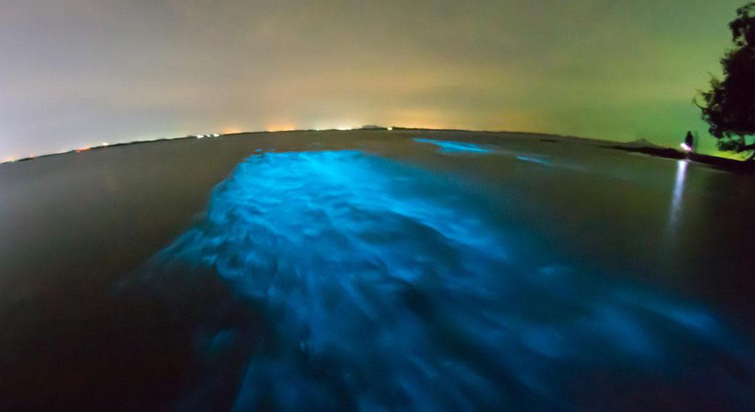 Promega-Lab-Blog-Bioluminescenza-Biotecnologia-Parte1-1