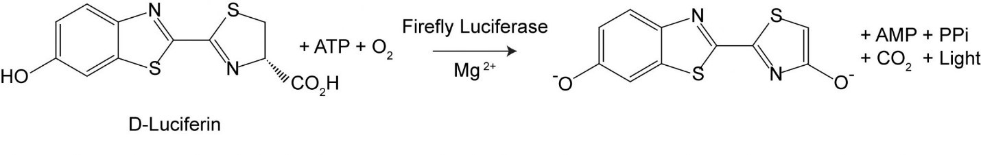 Promega-Lab-Blog-Bioluminescenza-Biotecnologia-Parte1-3