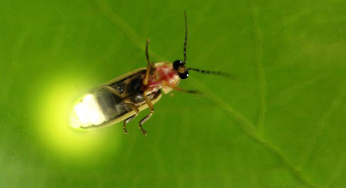 Promega-Lab-Blog-Bioluminescenza-Biotecnologia-Parte2-2