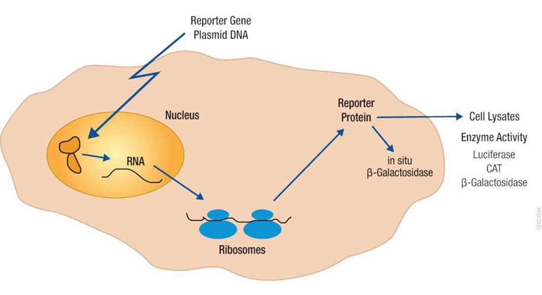 Promega-Lab-Blog-Bioluminescenza-Biotecnologia-Parte2-3
