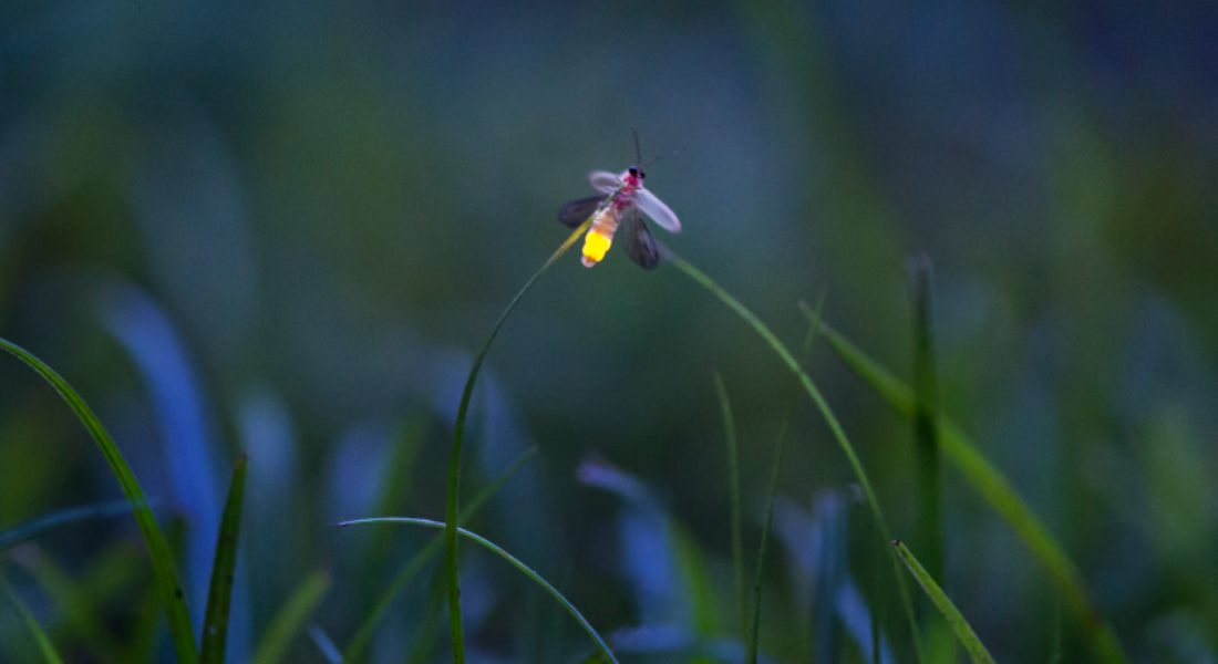 Promega Lab Blog - Bioluminescenza e Fluorescenza a confronto: guida alla scelta del saggio ideale 2 