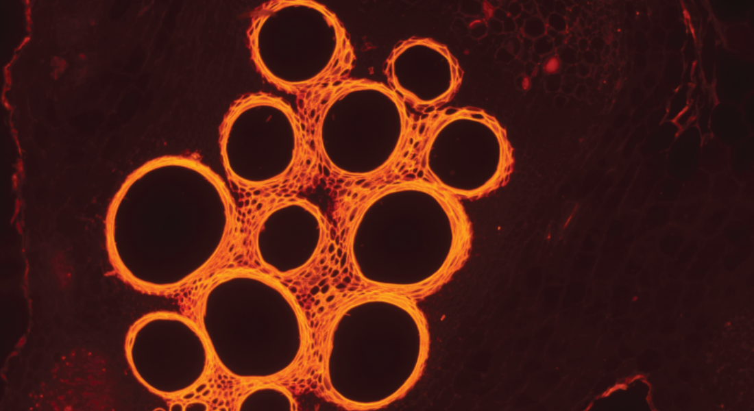 Promega Lab Blog - Bioluminescenza e Fluorescenza a confronto: guida alla scelta del saggio ideale 4 