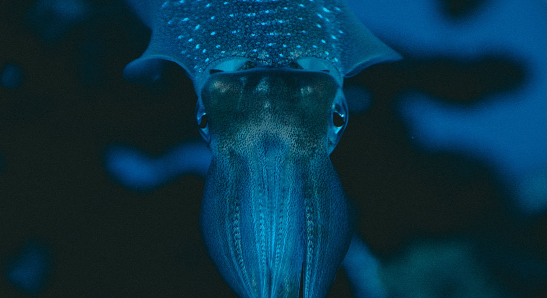 Promega - Squid Games: mimetizzazione, comunicazione e difesa, le capacità bioluminescenti dei calamari 1