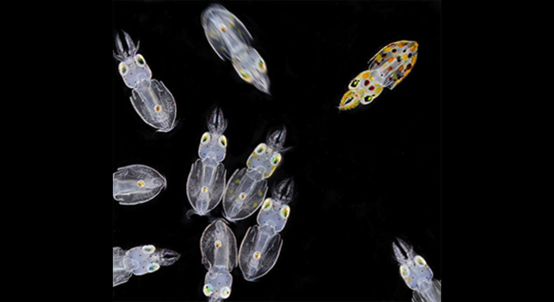 Promega - Squid Games: mimetizzazione, comunicazione e difesa, le capacità bioluminescenti dei calamari 2