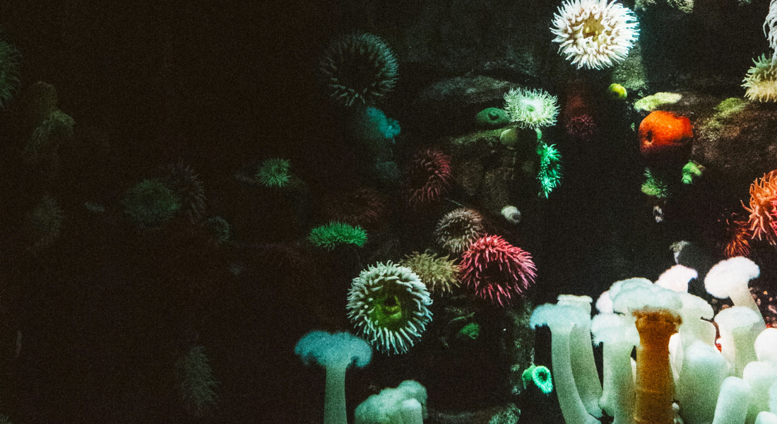 Promega Lab Blog - Ottimizzare la cattura del carbonio con i cianobatteri: la ricerca che arriva dall'isola di Vulcano 3