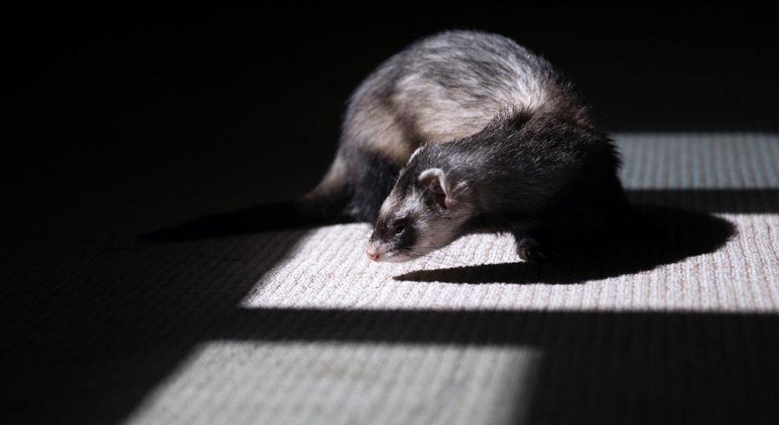 Promega Lab Blog linee clonazione 2