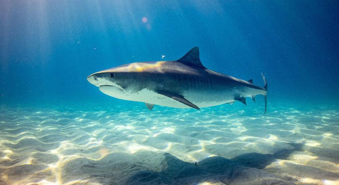 Promega Lab Blog linee clonazione 4