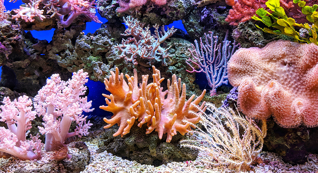 Promega Lab Blog - Corallo di fuoco: risorsa per la salvaguardia delle barriere coralline 