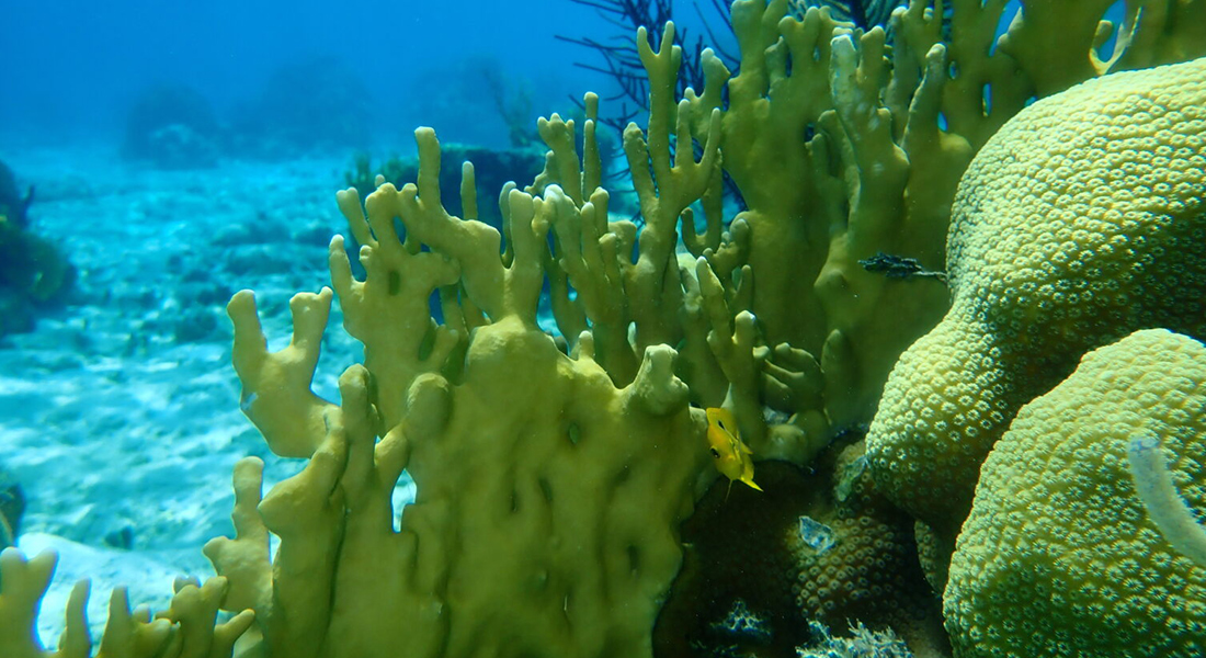 Promega Lab Blog - Corallo di fuoco: risorsa per la salvaguardia delle barriere coralline 2