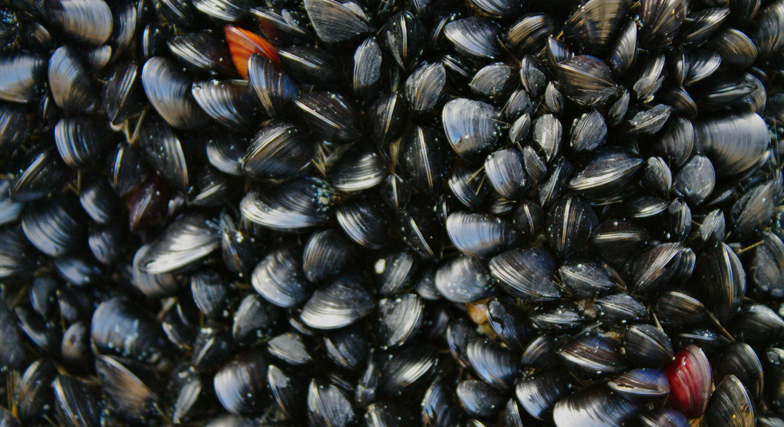 Promega LabBlog: Cozze, dal piatto al laboratorio: cosa racconta quell'impepata?  2