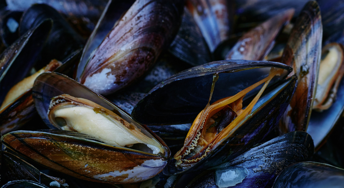 Promega LabBlog: Cozze, dal piatto al laboratorio: cosa racconta quell'impepata? 3