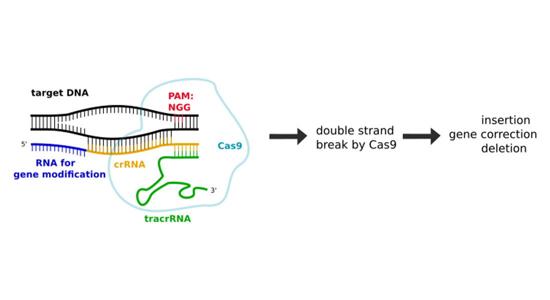 Promega-lab-blog-crispr-2