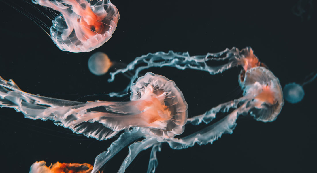 Promega LabBlog - Screening CRISPR del genoma: l'antidoto contro i veleni più letali 1