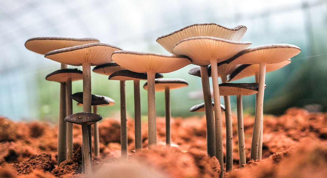 Promega LabBlog - Screening CRISPR del genoma: l'antidoto contro i veleni più letali 3