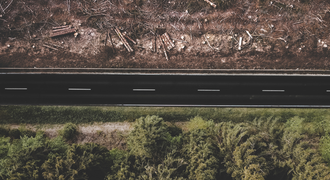 Promega - Deforestazione: 12 milioni di ettari scompaiono e il pianeta chiede aiuto 1