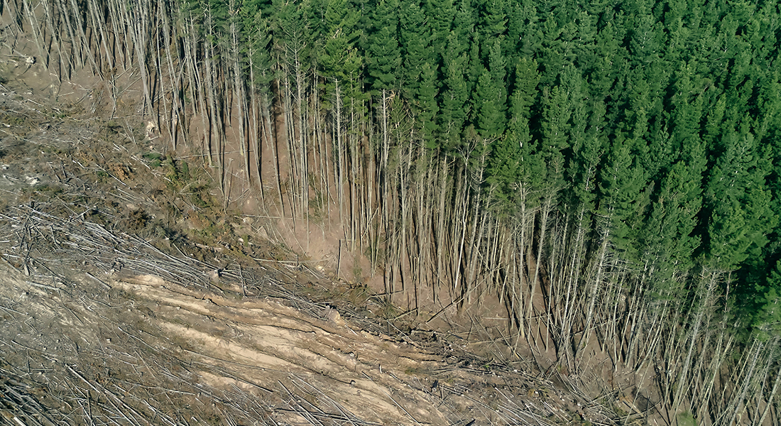 Promega - Deforestazione: 12 milioni di ettari scompaiono e il pianeta chiede aiuto 2