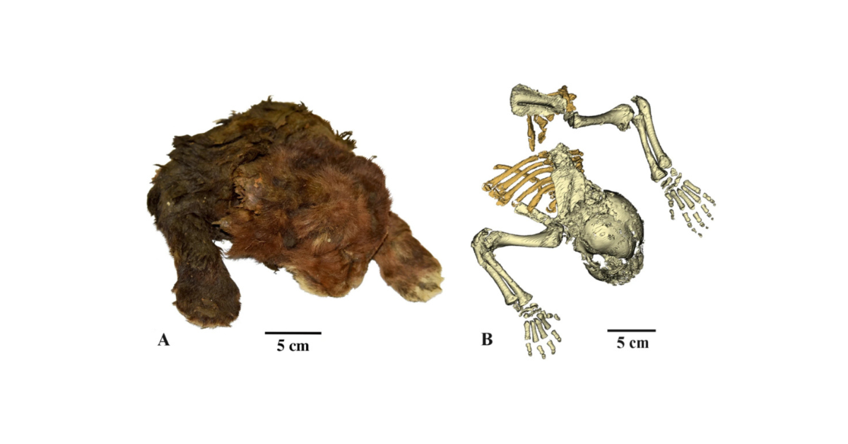 Promega Lab Blog - Rivivere l'era glaciale: la scoperta di una mummia di gatto dai denti a sciabola 2