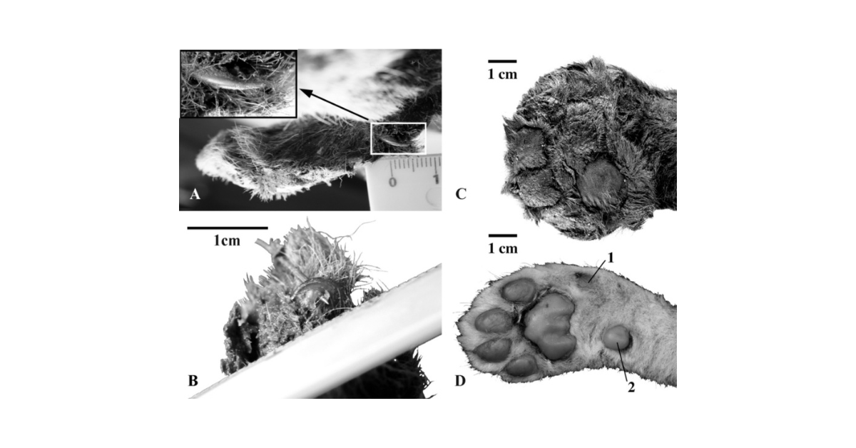 Promega Lab Blog - Rivivere l'era glaciale: la scoperta di una mummia di gatto dai denti a sciabola 3