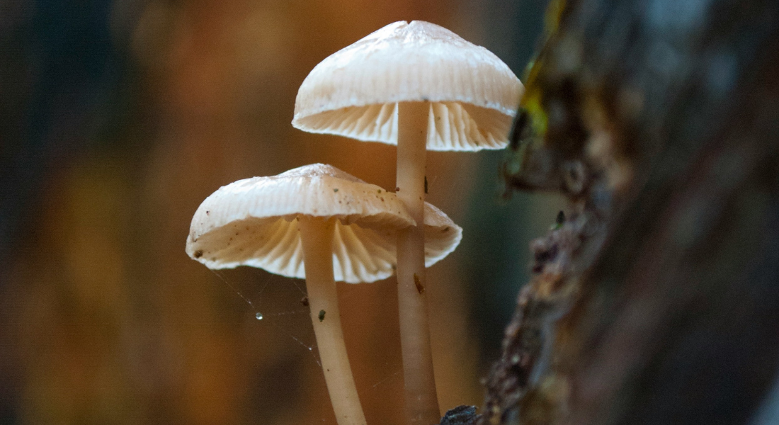 Promega Lab Blog - Funghi VS inquinamento: il ruolo degli ascomiceti nella bonifica degli IPA 3