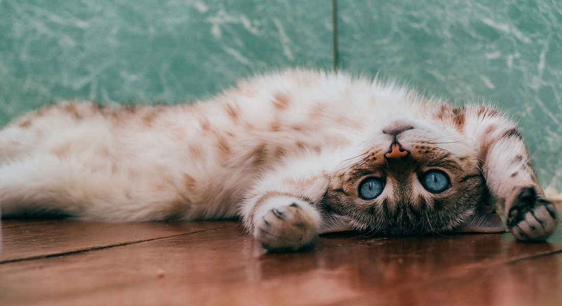 Promega LabBlog - I gatti e le fusa: l'effetto Purr e i benefici su salute e umore  2