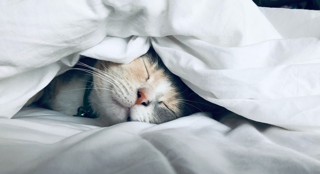 Promega LabBlog - I gatti e le fusa: l'effetto Purr e i benefici su salute e umore  3