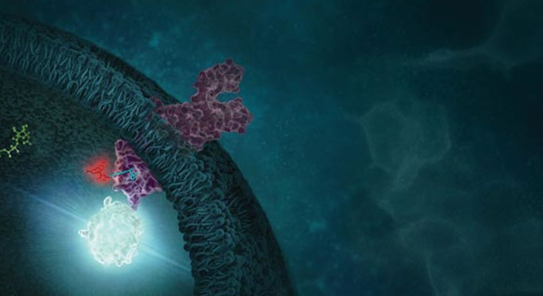 Promega Lab Blog - HaloTag: tracciare le cellule durante la morfogenesi 2