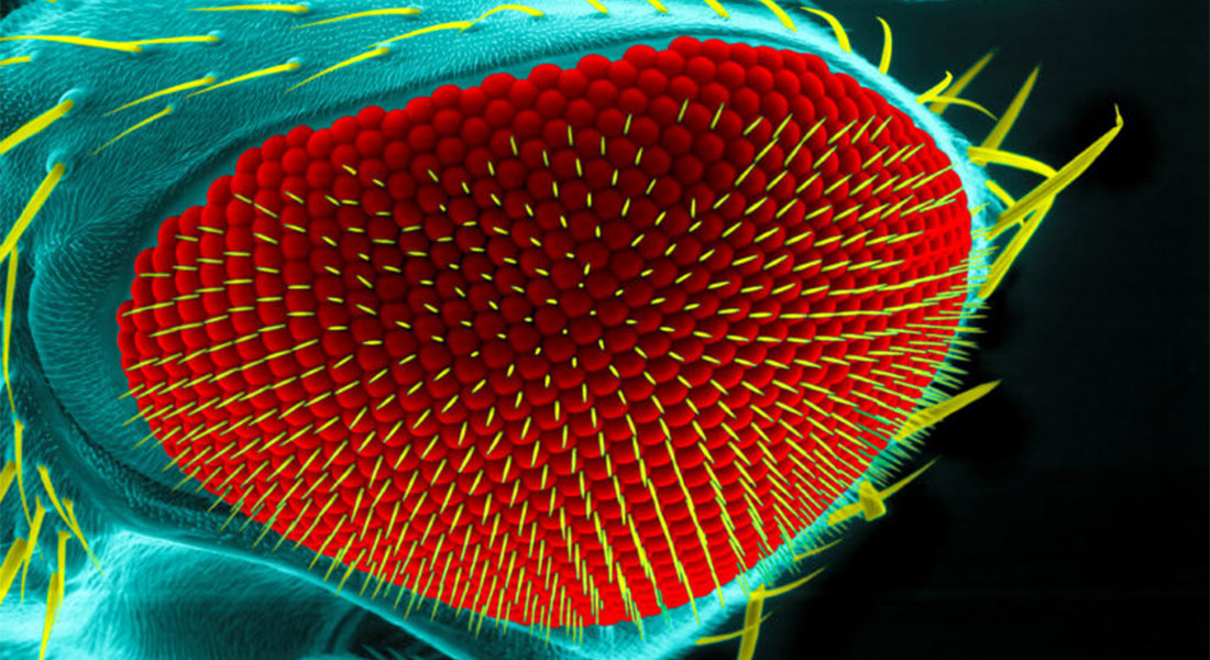 Promega Lab Blog - HaloTag: tracciare le cellule durante la morfogenesi 3