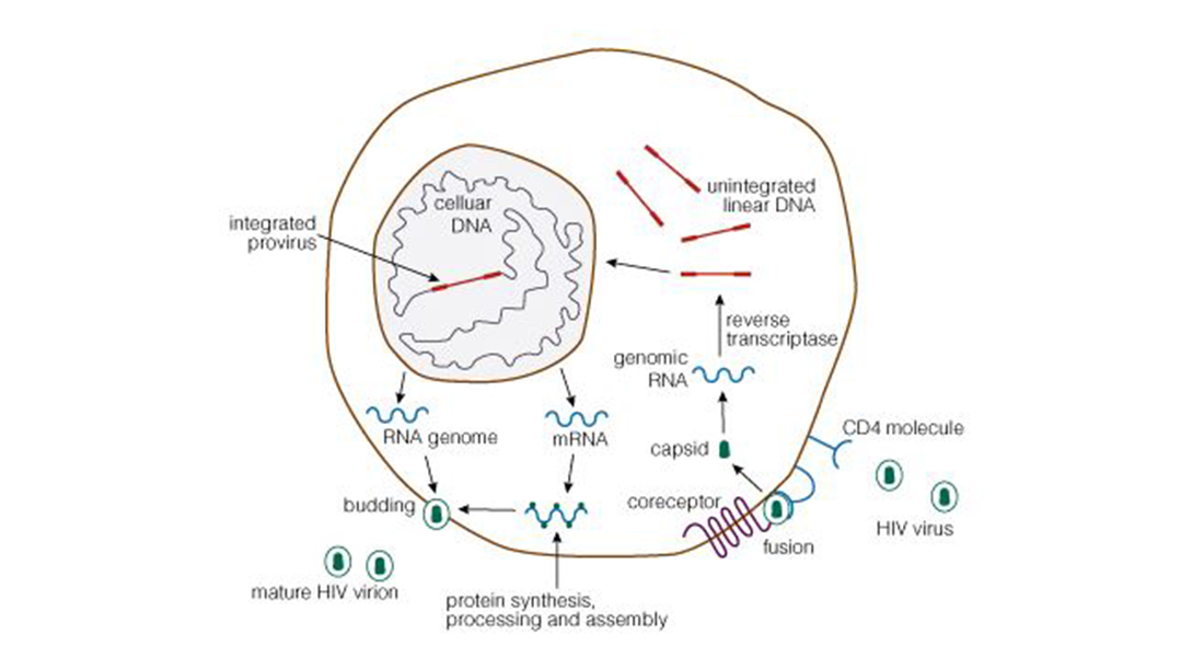 blog-HIV2
