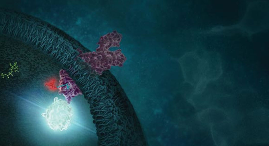 Promega - PROTAC: KRAS mutanti: le proteine cancerogene che non sono più da ritenersi "undruggable" 11