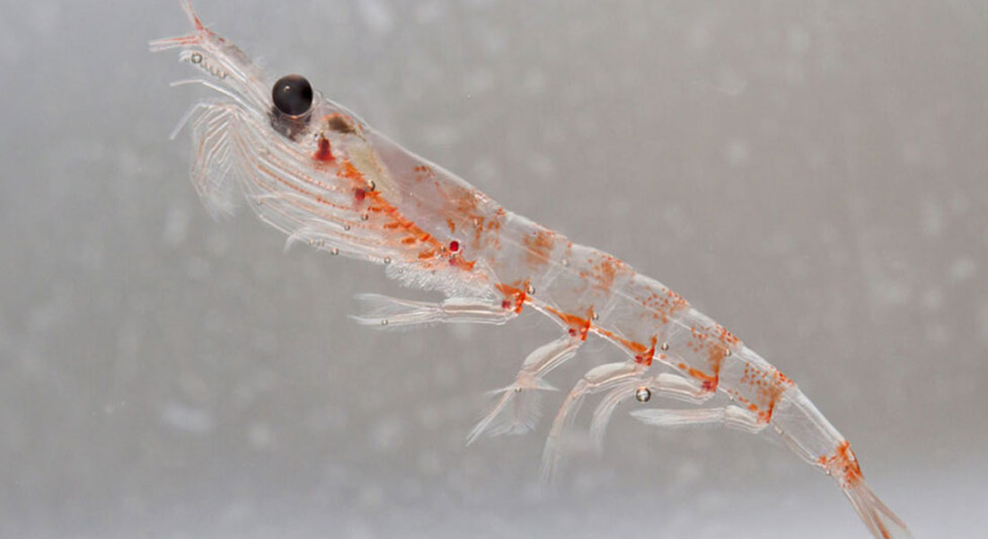 Promega LabBlog - Studio genetico del krill antartico 1