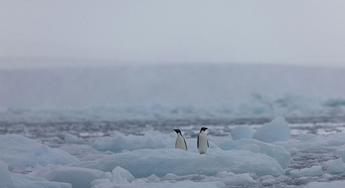 Promega LabBlog - Il nostro Maxwell® in Antartide per contrastare la diffusione dell'influenza aviaria 1