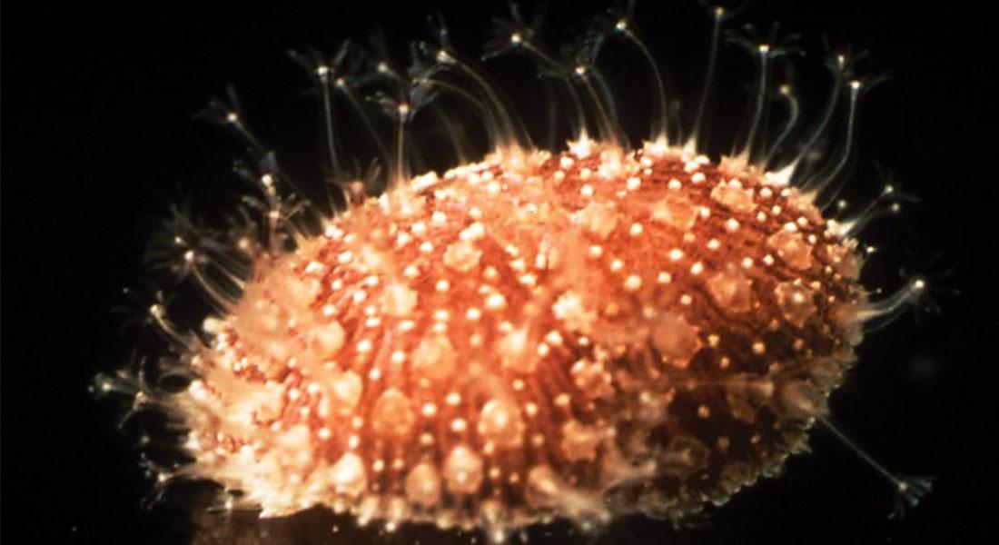 Promega-LabBlog-nanoluc-luciferasi1