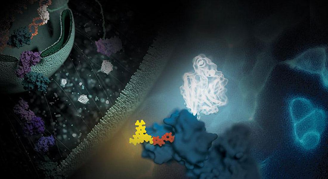 Promega-LabBlog-nanoluc-luciferasi2