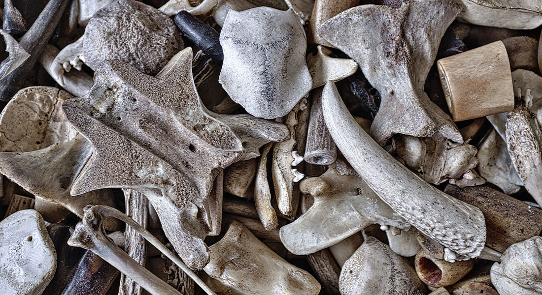 Promega Lab Blog - Cosa ci rende umani? Il lavoro sul DNA Neanderthal del neo premio Nobel Svante Pääbo 3